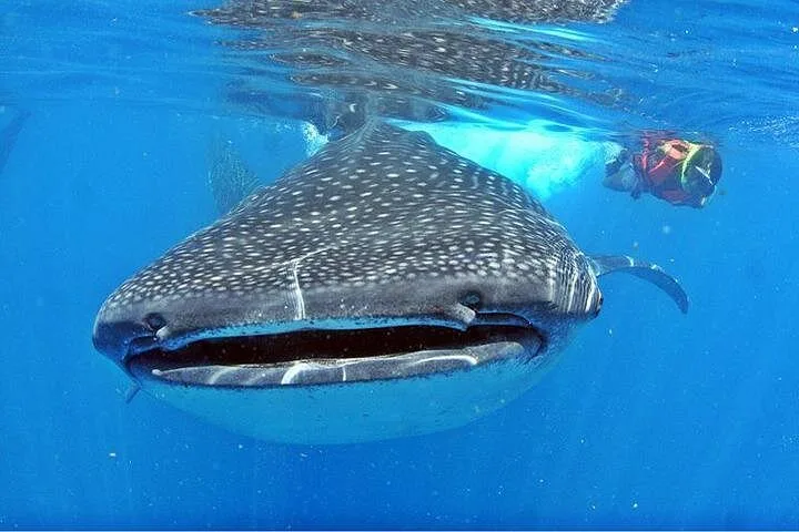 Whale shark swimming toward the camera beside a snorkeler on a whale shark Playa del Carmen boat tour, Mexico